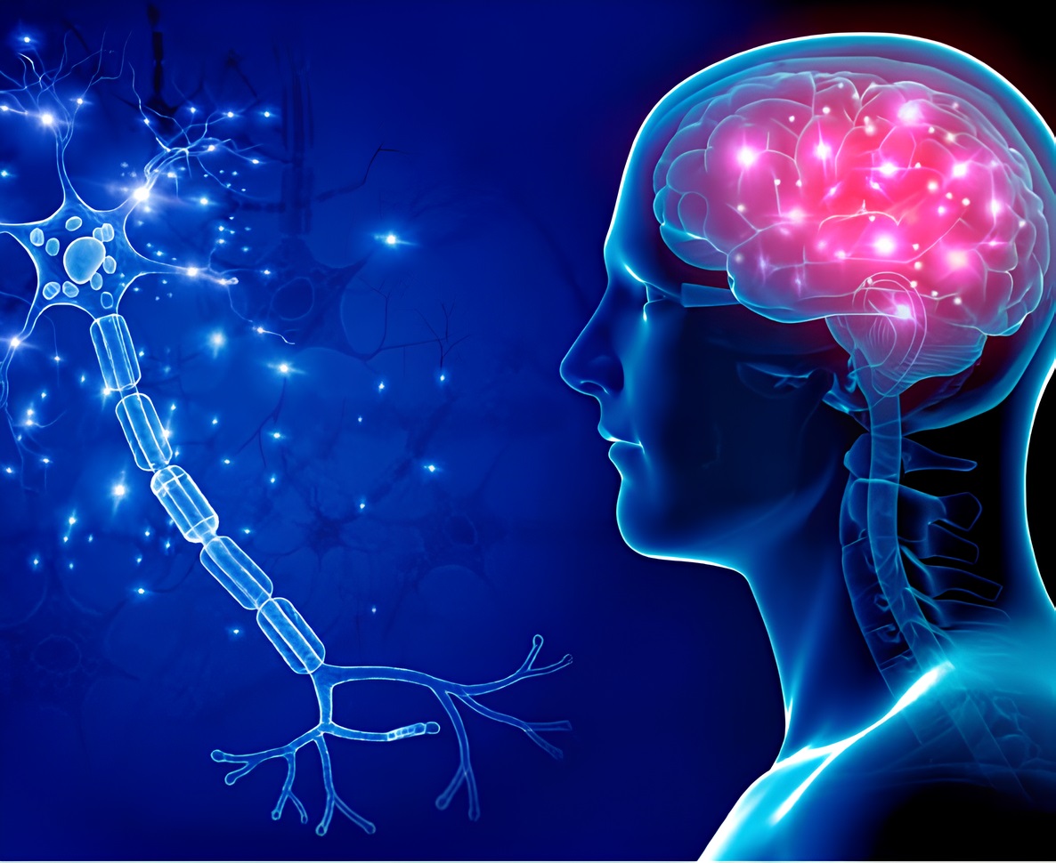 Beyin Hasarında Kök Hücre ve Eksozom Tedavileri